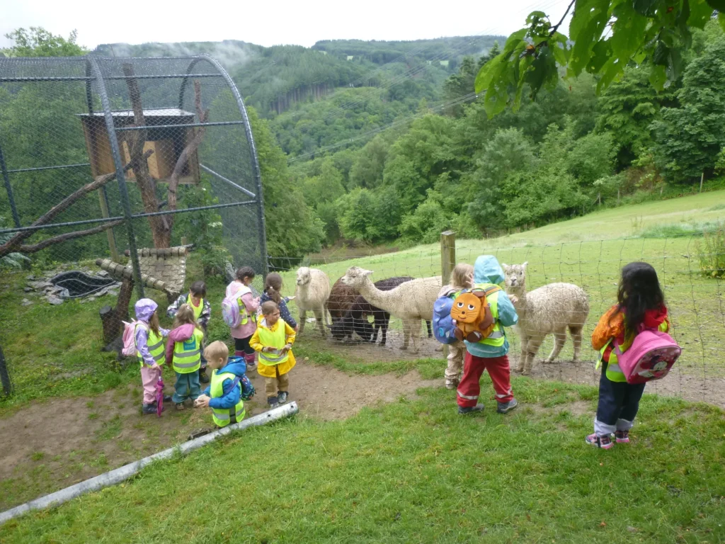 Vorschulkinder der Kita Arche Noah beobachten Alpakas im Wildpark